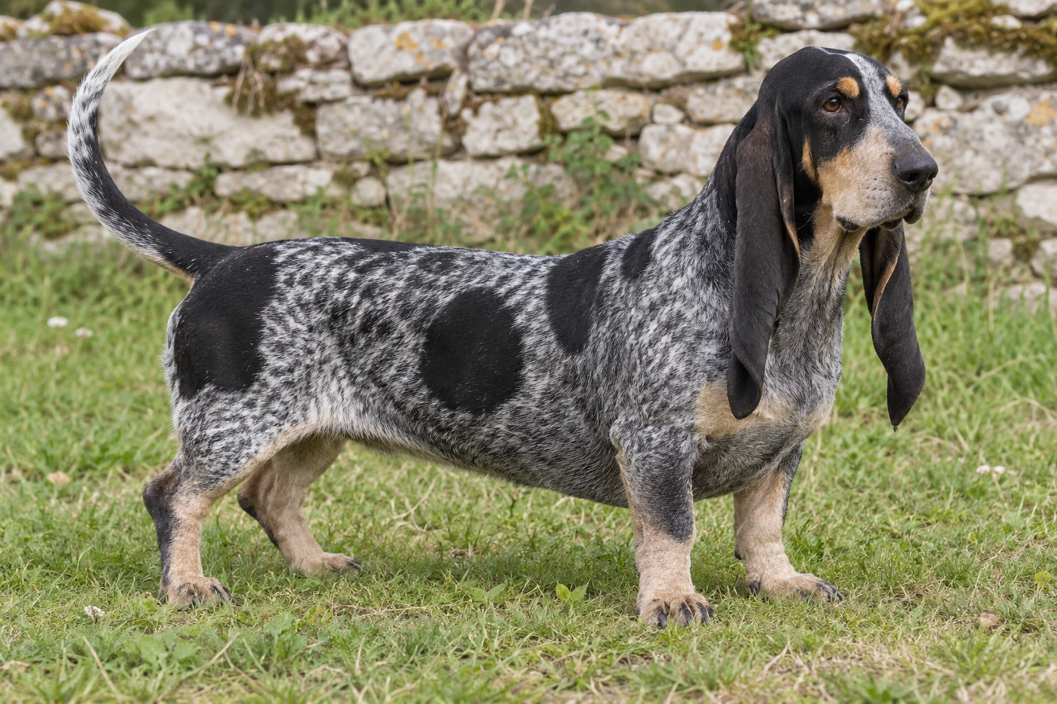 Blåspættet Basset Bleu de Gascogne med lange rullede ører står ved en lav stenmur.