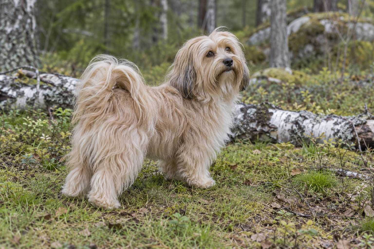 Fawn voksen Bichon Havanais står i en birkeskov