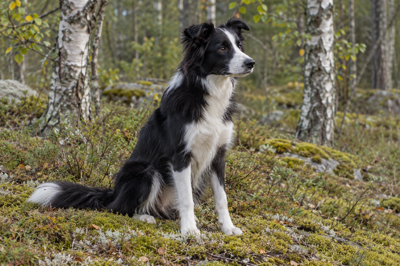 Unghund af racen Border Collie, ca. 9 måneder, i et nordisk hverdagsmiljø