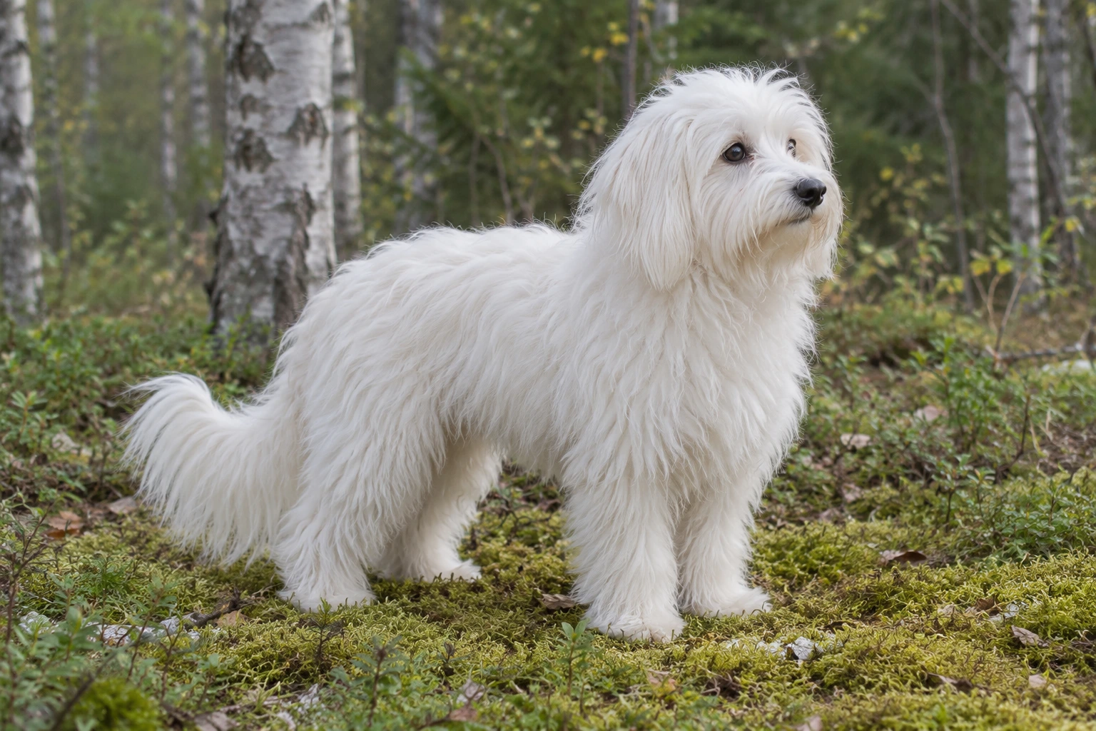 Unghund af racen Coton de Tulear, ca. 9 måneder, i et nordisk hverdagsmiljø