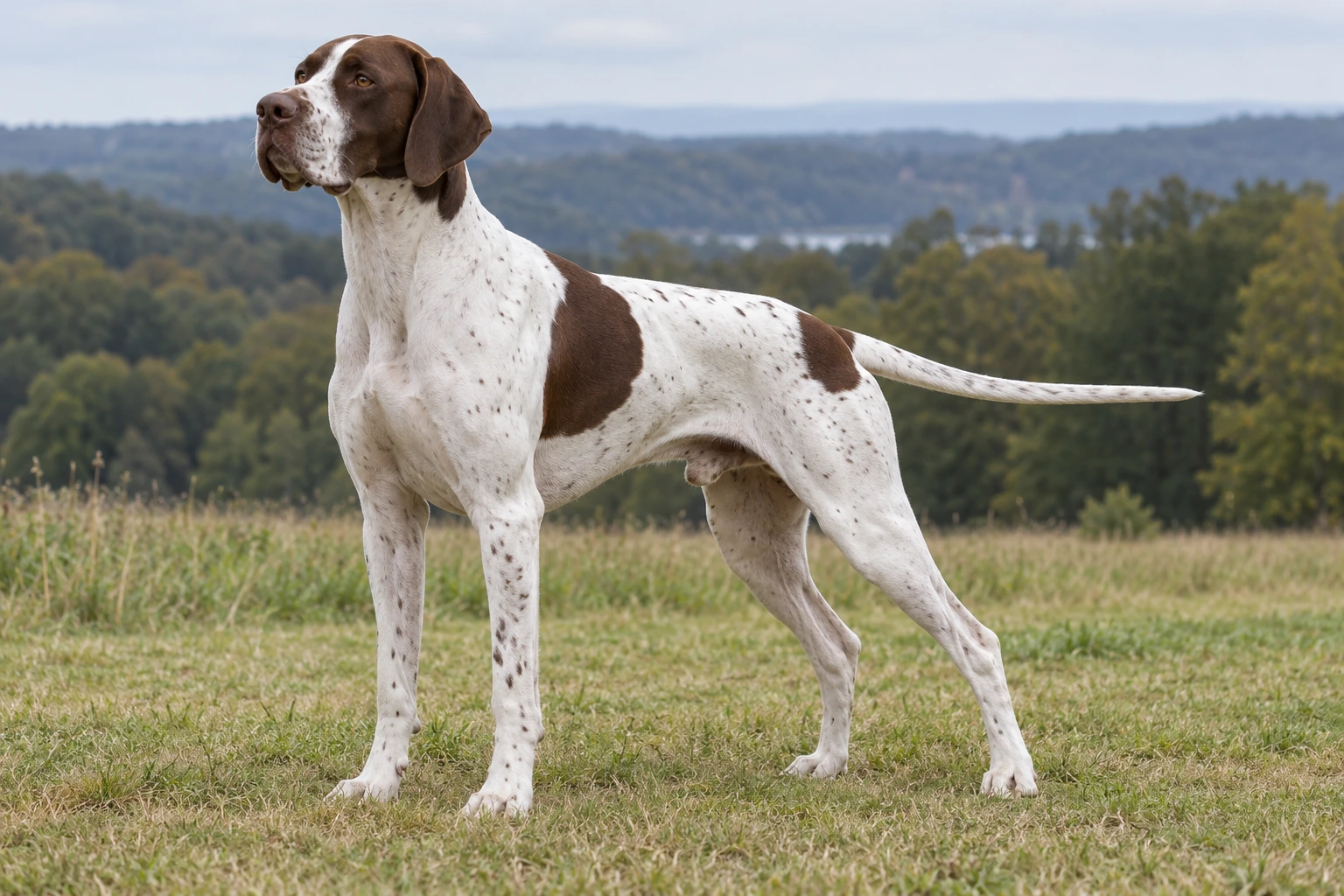 Lever-hvid Engelsk Pointer med glat pels står ved kanten af en åben mark.