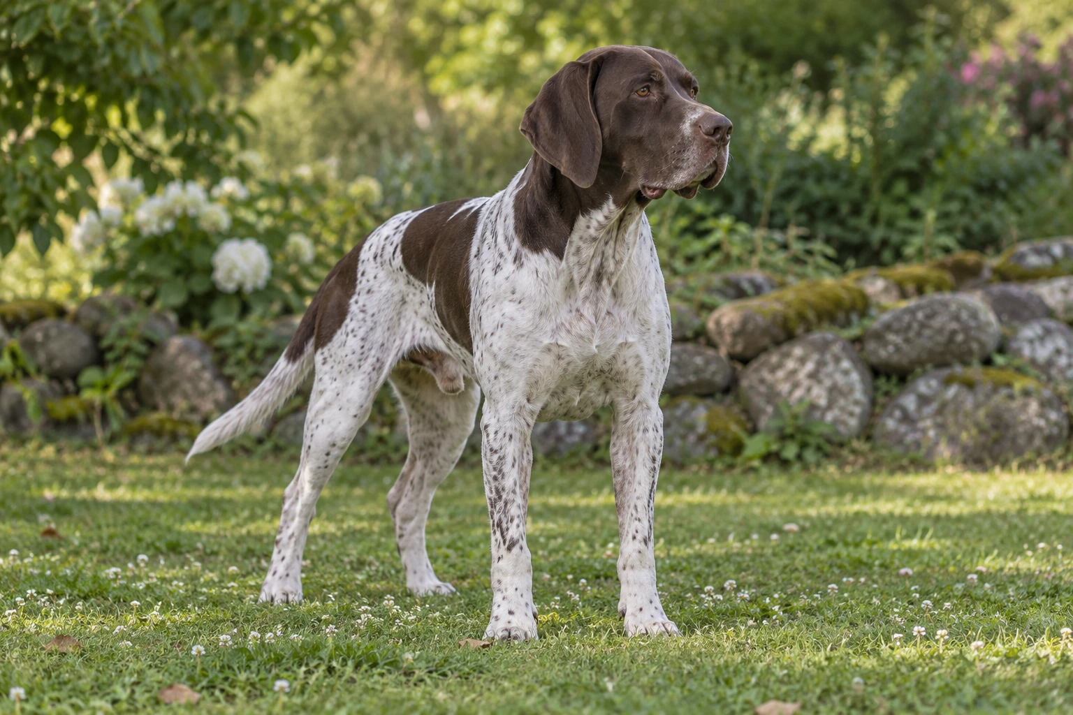 Voksen Gammel Dansk Hønsehund står i en grøn have