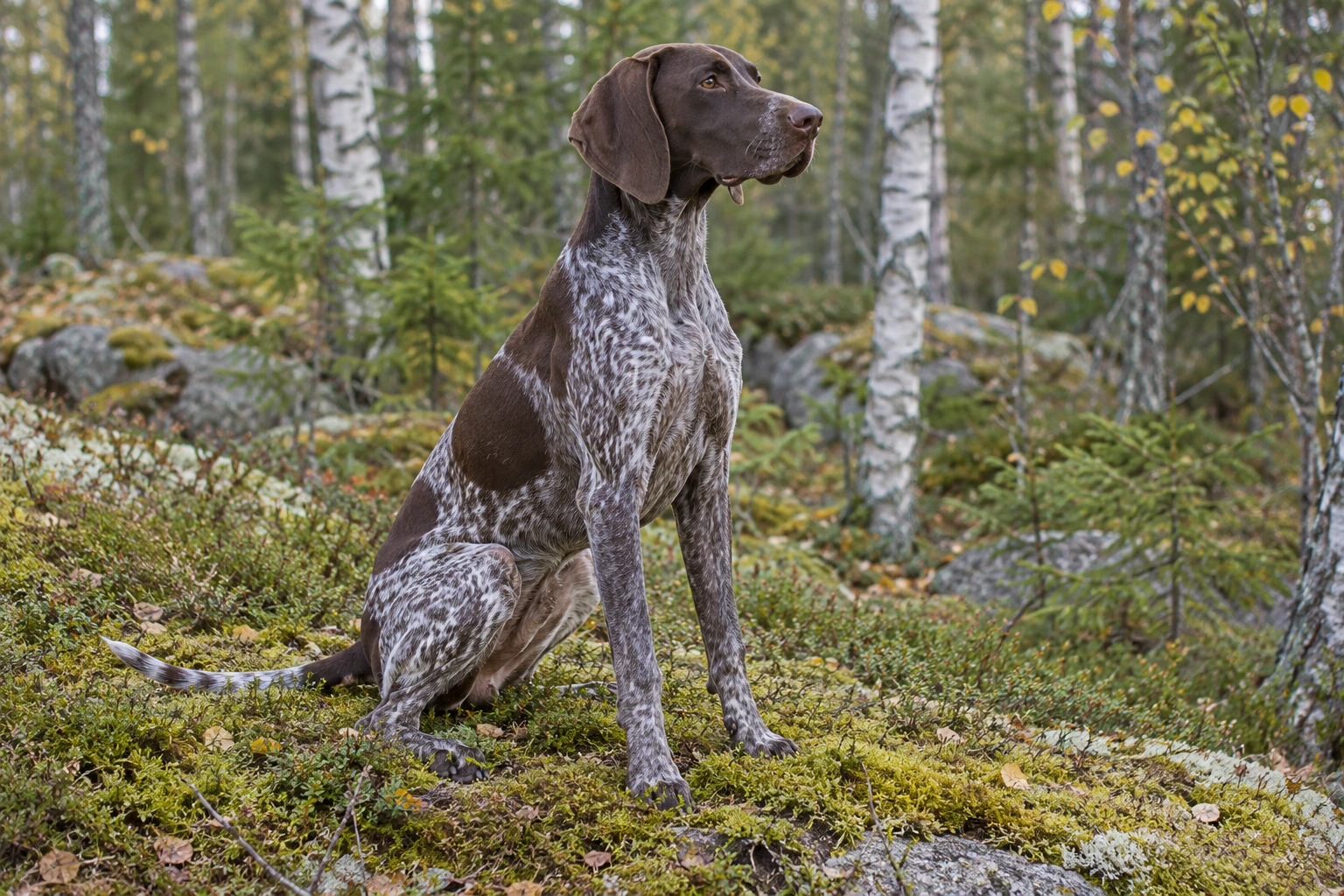 Unghund af racen Korthåret Hønsehund, ca. 9 måneder, i et nordisk hverdagsmiljø