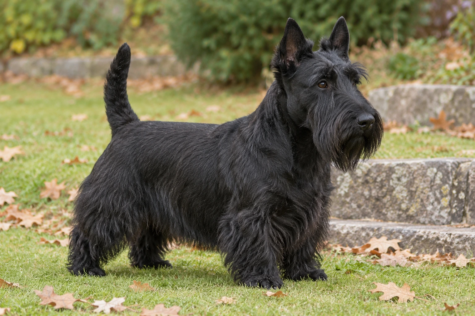 Sort Skotsk Terrier med skæg, oprejste ører og kortbenet krop står på en græsplæne.