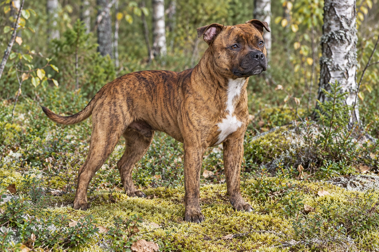 Unghund af racen Staffordshire Bull Terrier, ca. 9 måneder, med aftegninger baseret på Kaiser
