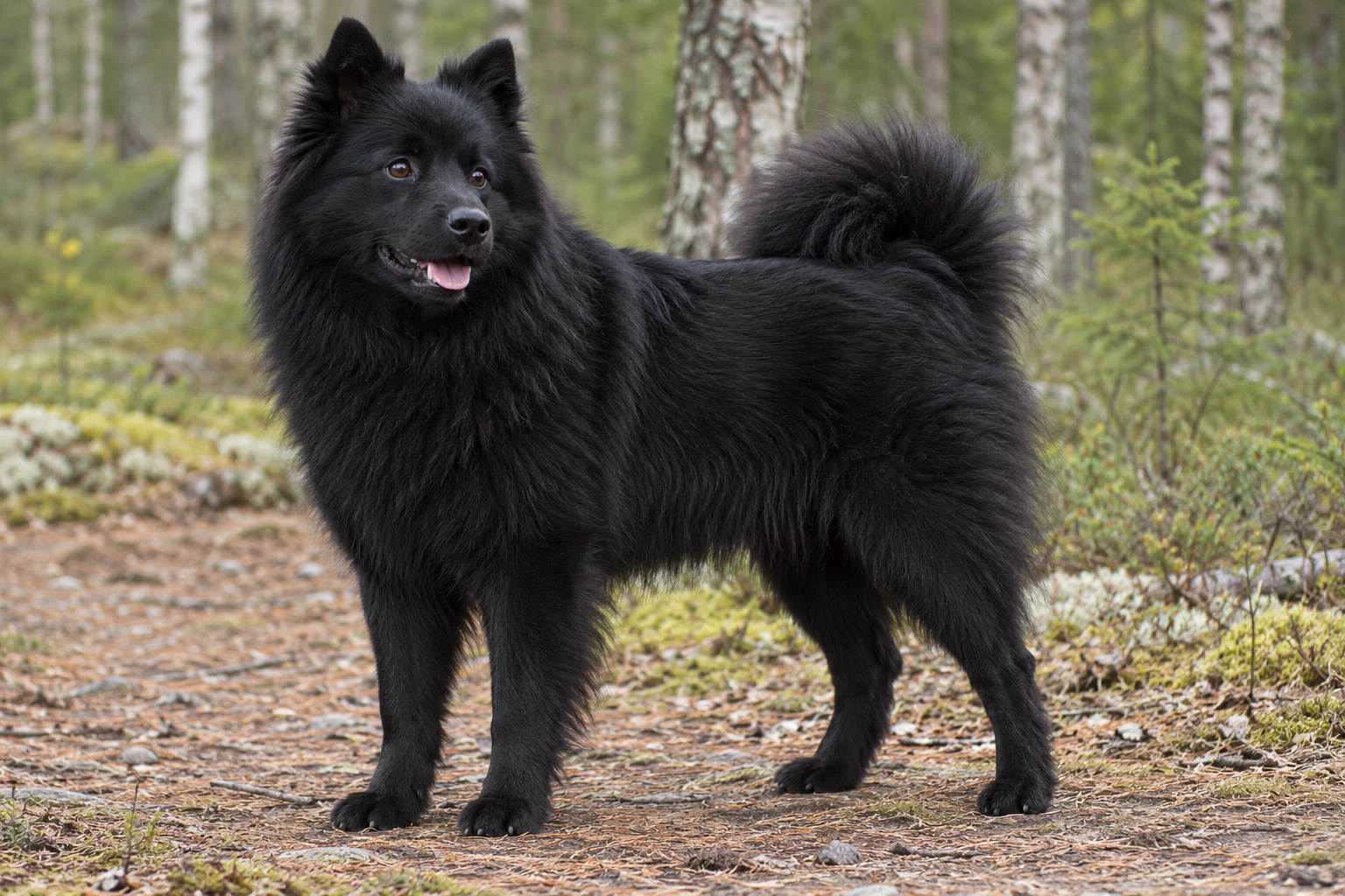 Sort Svensk Lapphund med fyldig pels og krøllehale står i en lys skovåbning.