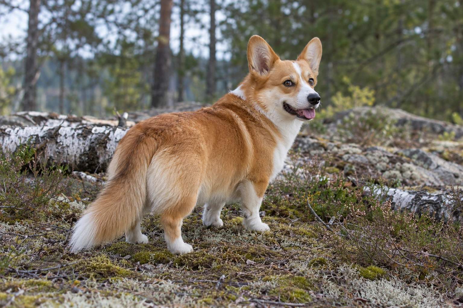 Rød og hvid voksen Welsh Corgi Pembroke står i en birkeskov