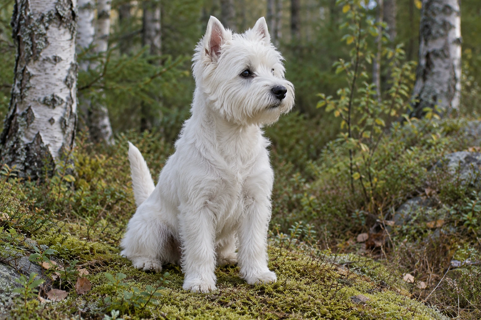 Unghund af racen West Highland White Terrier, ca. 9 måneder, i et nordisk hverdagsmiljø